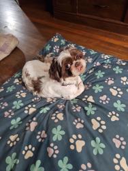 Lost Male Dog last seen Craft, Auburn, Orleans, Memphis, TN 38116
