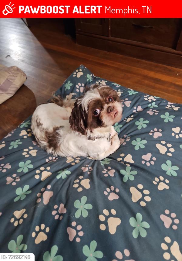 Lost Male Dog last seen Craft, Auburn, Orleans, Memphis, TN 38116