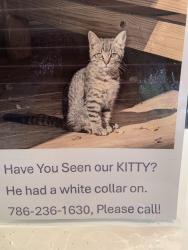 Lost Male Cat last seen 117ave 103 terr inside Sabal Chase community across from Publix, Miami, FL 33131