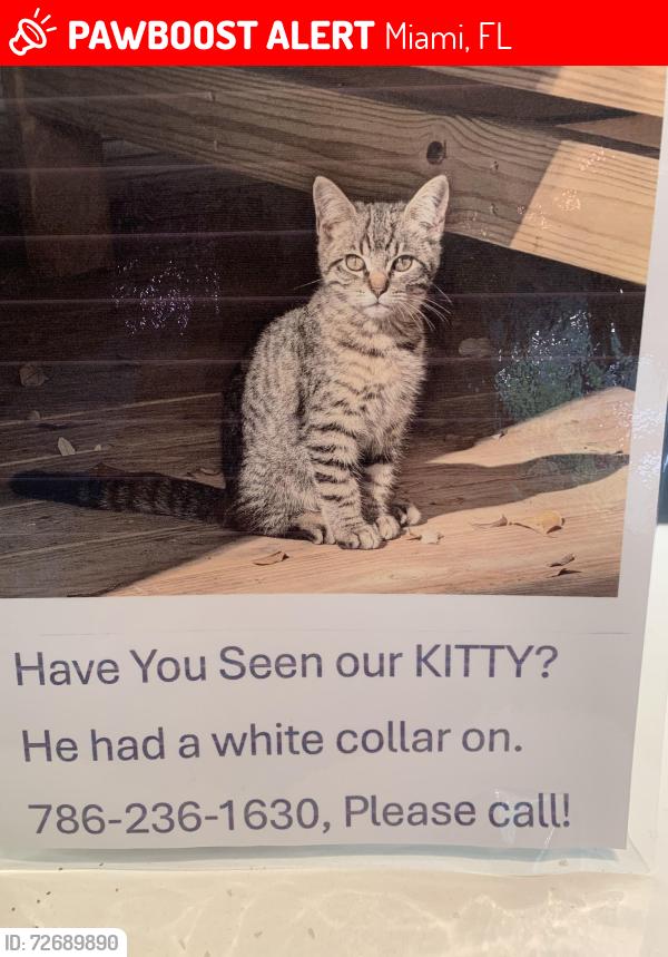 Lost Male Cat last seen 117ave 103 terr inside Sabal Chase community across from Publix, Miami, FL 33131