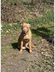 Found/Stray Male Dog last seen Peck Road and Stiles Road, Richmond, VA 23235