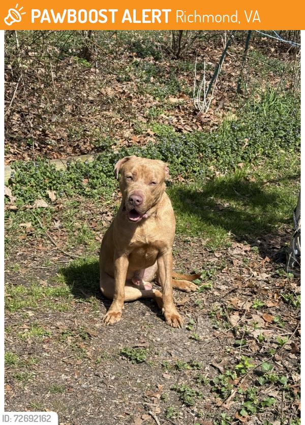 Found/Stray Male Dog last seen Peck Road and Stiles Road, Richmond, VA 23235