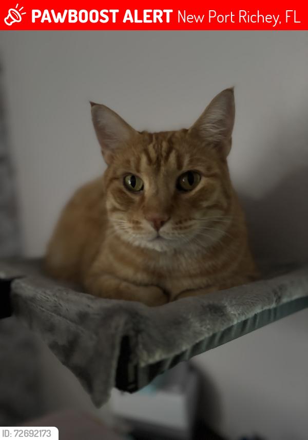 Lost Male Cat last seen Town Center Drive and Ridge Road , New Port Richey, FL 34654