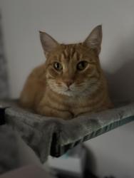 Lost Male Cat last seen Town Center Drive and Ridge Road , New Port Richey, FL 34654