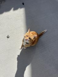 Found/Stray Male Cat last seen By Broadway Bar, Boise, ID 83706