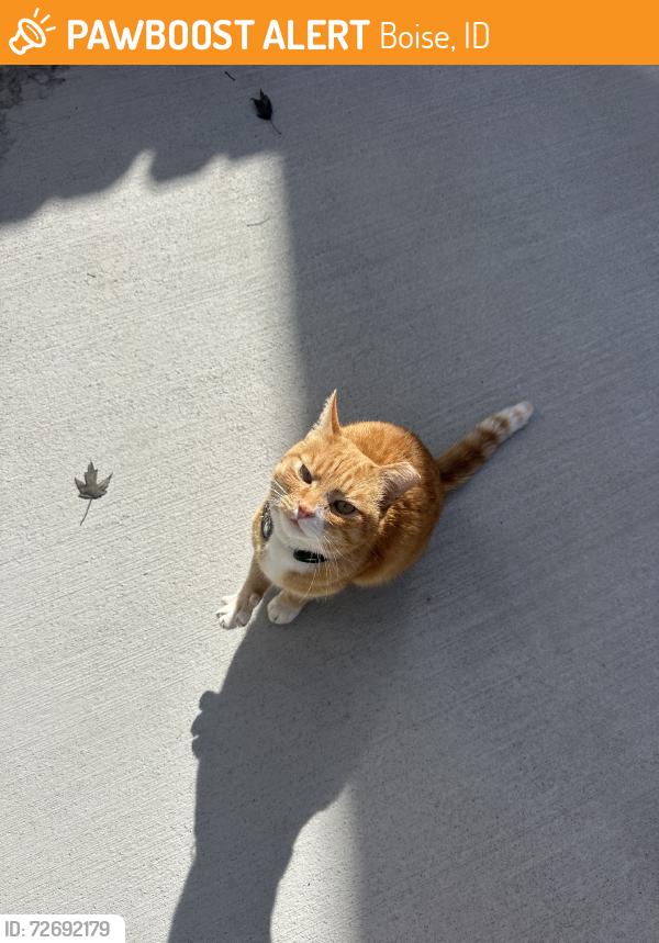 Found/Stray Male Cat last seen By Broadway Bar, Boise, ID 83706