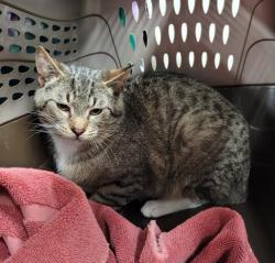 Shelter Stray Male Cat last seen Near BLOCK HULL ST, DETROIT, MI 48203, Detroit, MI 48211