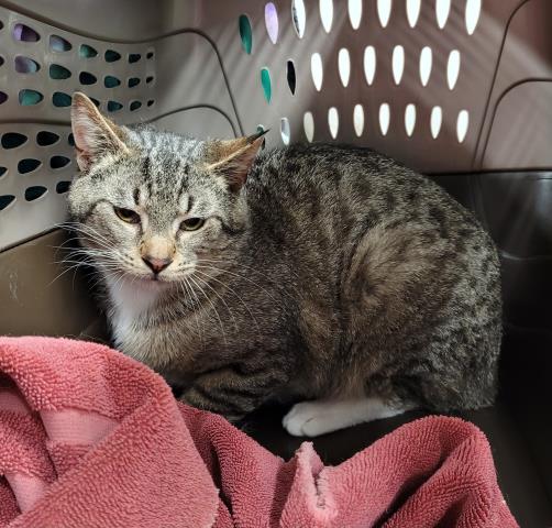 Shelter Stray Male Cat last seen Near BLOCK HULL ST, DETROIT, MI 48203, Detroit, MI 48211