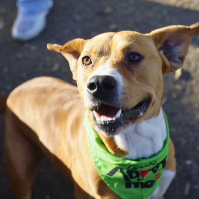 Shelter Stray Male Dog last seen Near BLOCK BASSE RD, San Antonio, TX 78227