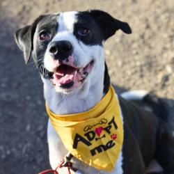 Shelter Stray Male Dog last seen Near BLOCK BASSE RD, San Antonio, TX 78227