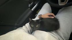 Lost Male Cat last seen Oak street , Hamburg, NJ 07419