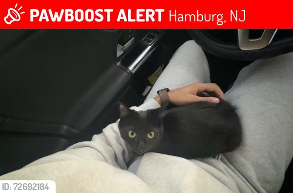 Lost Male Cat last seen Oak street , Hamburg, NJ 07419