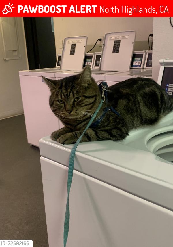 Lost Male Cat last seen Walmart on watt, North Highlands, CA 95660