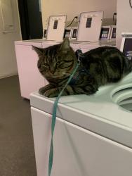 Lost Male Cat last seen Walmart on watt, North Highlands, CA 95660