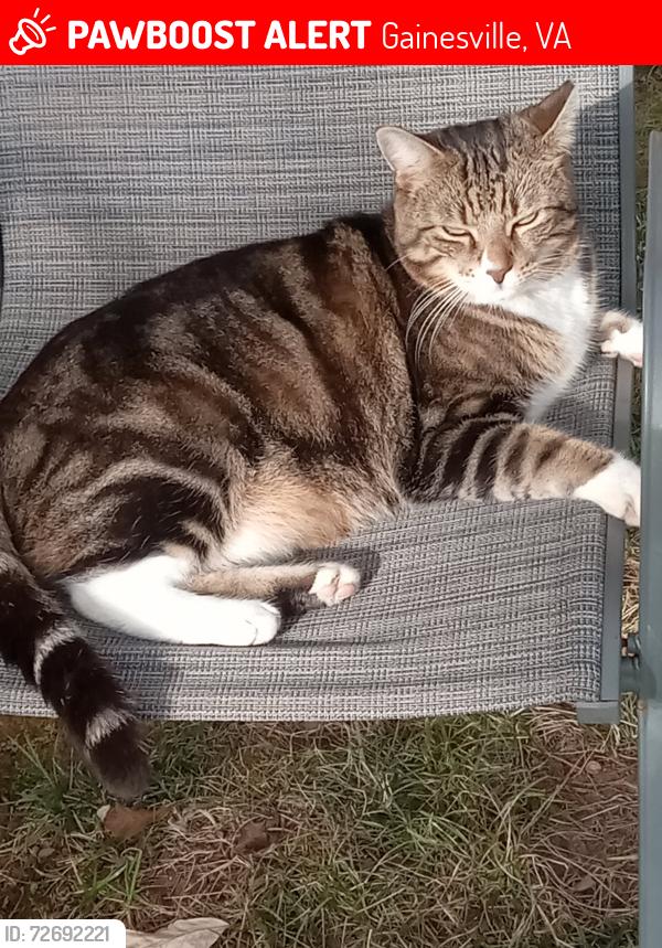 Lost Male Cat last seen Americas extended stay in Gainesville , Gainesville, VA 20155
