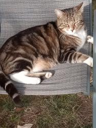 Lost Male Cat last seen Americas extended stay in Gainesville , Gainesville, VA 20155