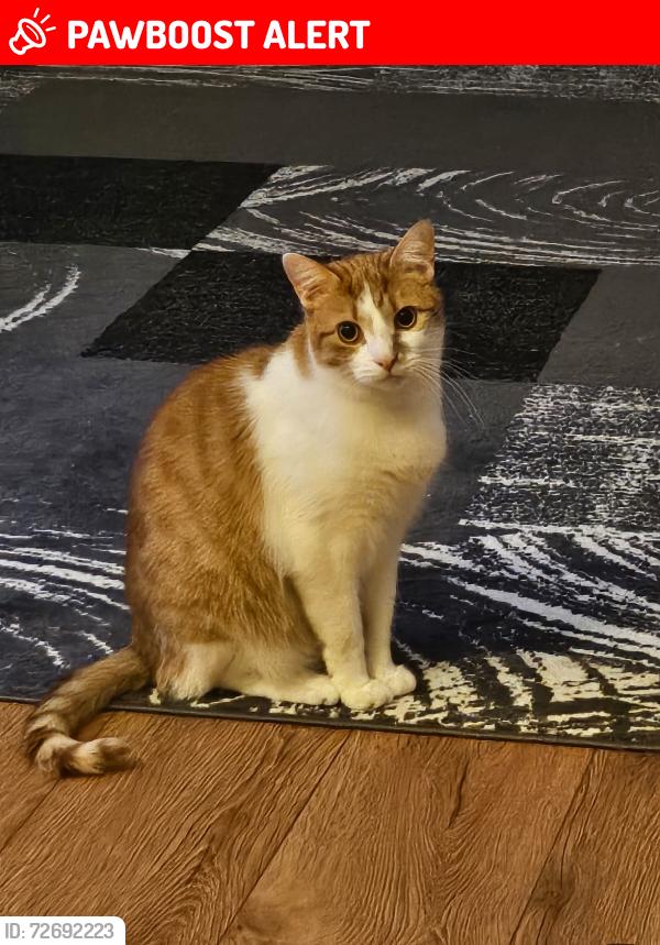 Lost Male Cat last seen Edmonton Green bus station, Greater London, England N9 7BH