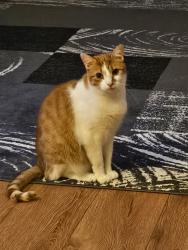 Lost Male Cat last seen Edmonton Green bus station, Greater London, England N9 7BH