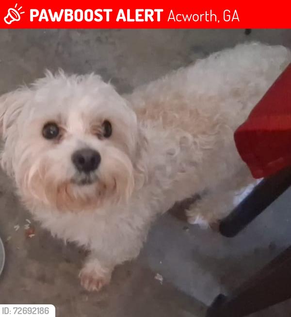 Lost Male Dog last seen Near , Acworth, GA 30102