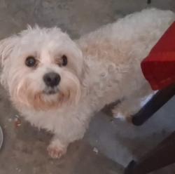Lost Male Dog last seen Near , Acworth, GA 30102