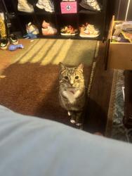 Lost Male Cat last seen Ambassador caffery & Broadmoor blvd, Lafayette, LA 70503