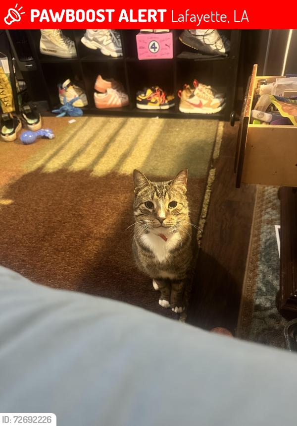 Lost Male Cat last seen Ambassador caffery & Broadmoor blvd, Lafayette, LA 70503