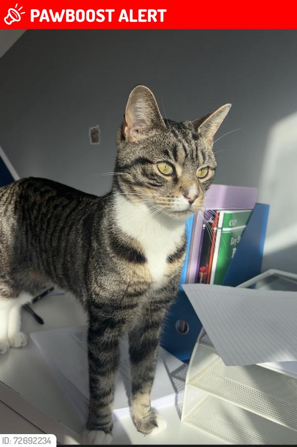Lost Male Cat last seen Harrow Road dental surgery, Greater London, England HA0 2RJ