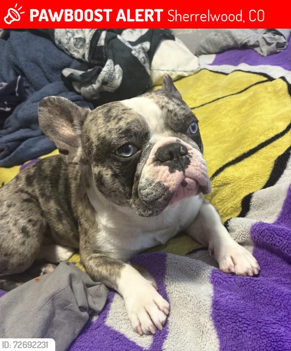 Lost Male Dog last seen Crestview ln and 80th , Sherrelwood, CO 80031