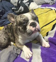Lost Male Dog last seen Crestview ln and 80th , Sherrelwood, CO 80031