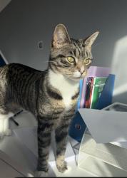 Lost Male Cat last seen Harrow Road dental surgery, Greater London, England HA0 2RJ