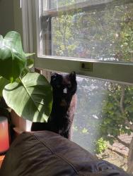 Lost Male Cat last seen Cottonwood and 6th St W, Missoula, MT 59801