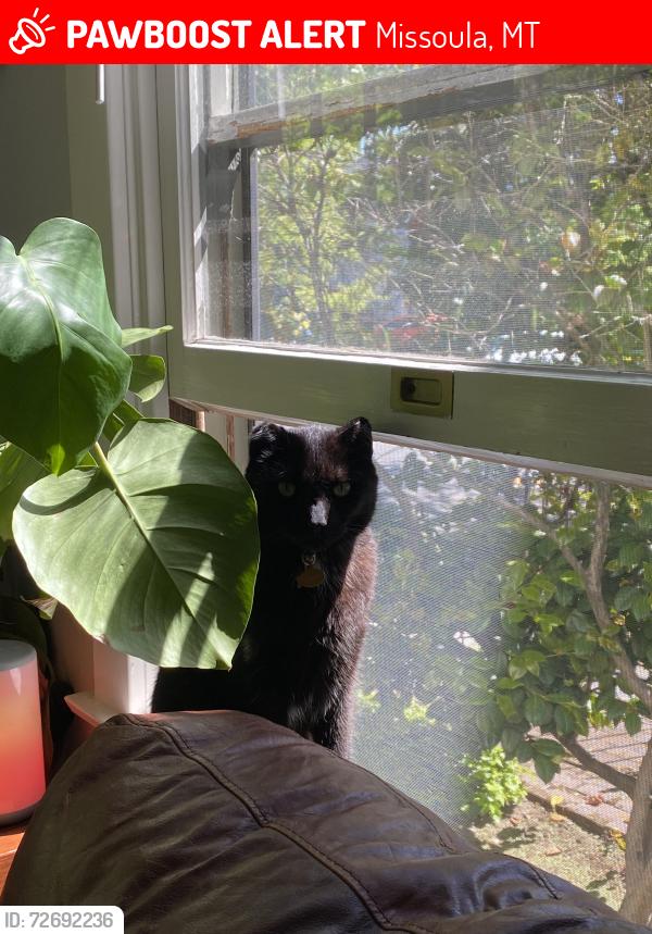 Lost Male Cat last seen Cottonwood and 6th St W, Missoula, MT 59801