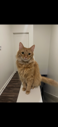 Lost Male Cat last seen Wooldridge Road next to Wings N More , Corpus Christi, TX 78414