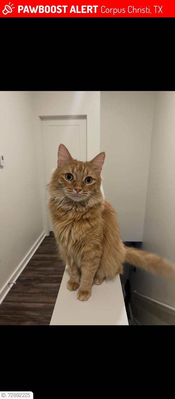 Lost Male Cat last seen Wooldridge Road next to Wings N More , Corpus Christi, TX 78414