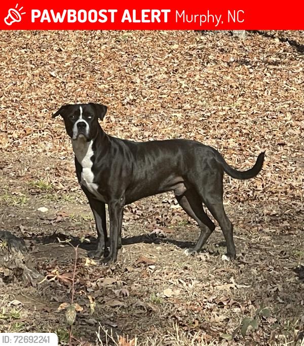 Lost Male Dog last seen Unknown, Murphy, NC 28906