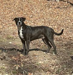 Lost Male Dog last seen Unknown, Murphy, NC 28906