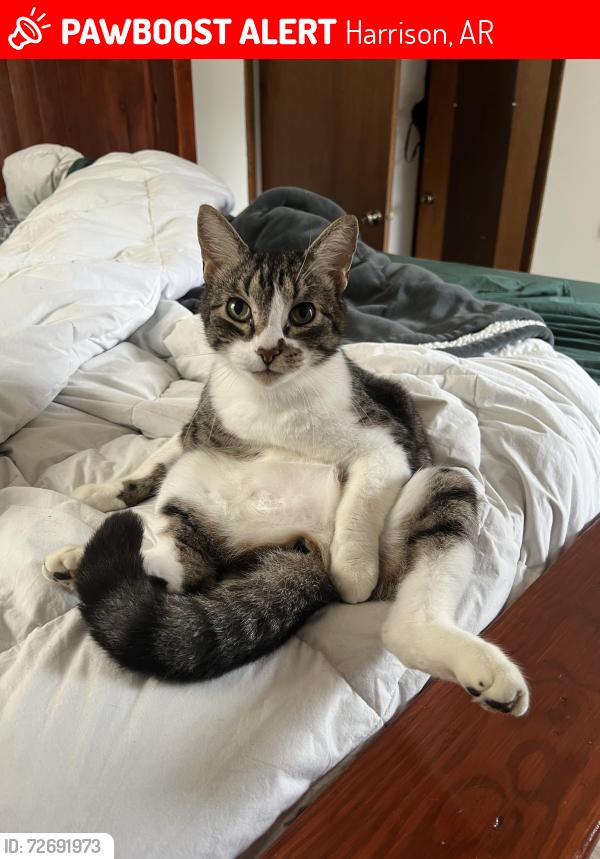 Lost Male Cat last seen Miriam Lane, Harrison, AR 72601