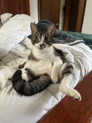 Lost Male Cat last seen Miriam Lane, Harrison, AR 72601