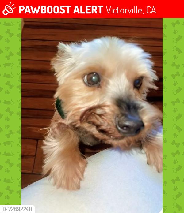 Lost Male Dog last seen Between La Mesa and Bear Valley off of Cobalt , Victorville, CA 92392