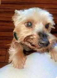 Lost Male Dog last seen Between La Mesa and Bear Valley off of Cobalt , Victorville, CA 92392