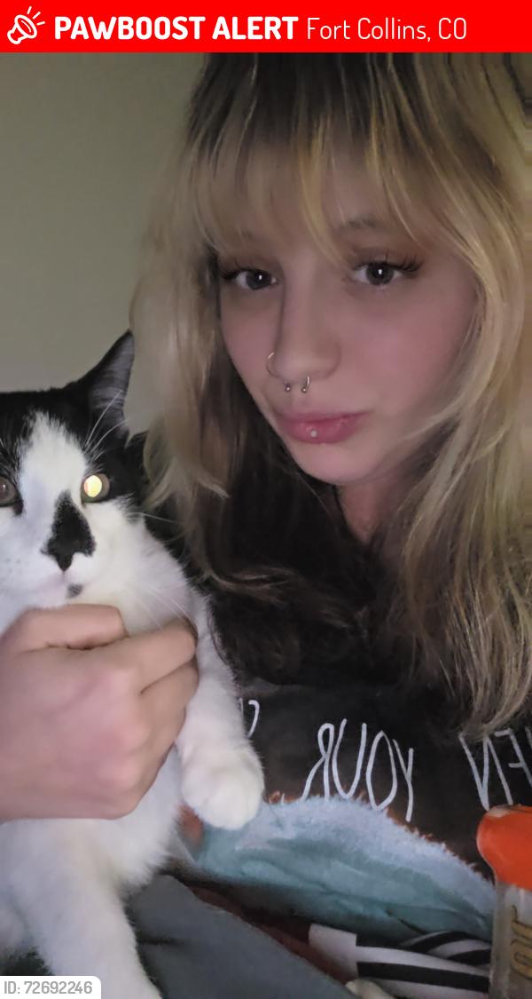 Lost Male Cat last seen Poudre high-school , Fort Collins, CO 80521