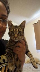 Found/Stray Female Cat last seen 51st and Sheridan , Tulsa, OK 74145