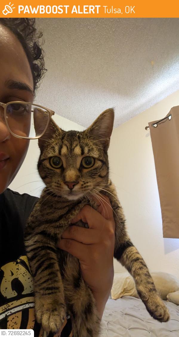 Found/Stray Female Cat last seen 51st and Sheridan , Tulsa, OK 74145