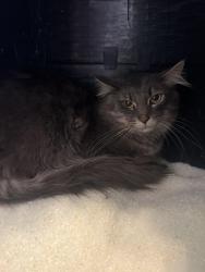 Found/Stray Male Cat last seen Hollywood and vine , Los Angeles, CA 90028