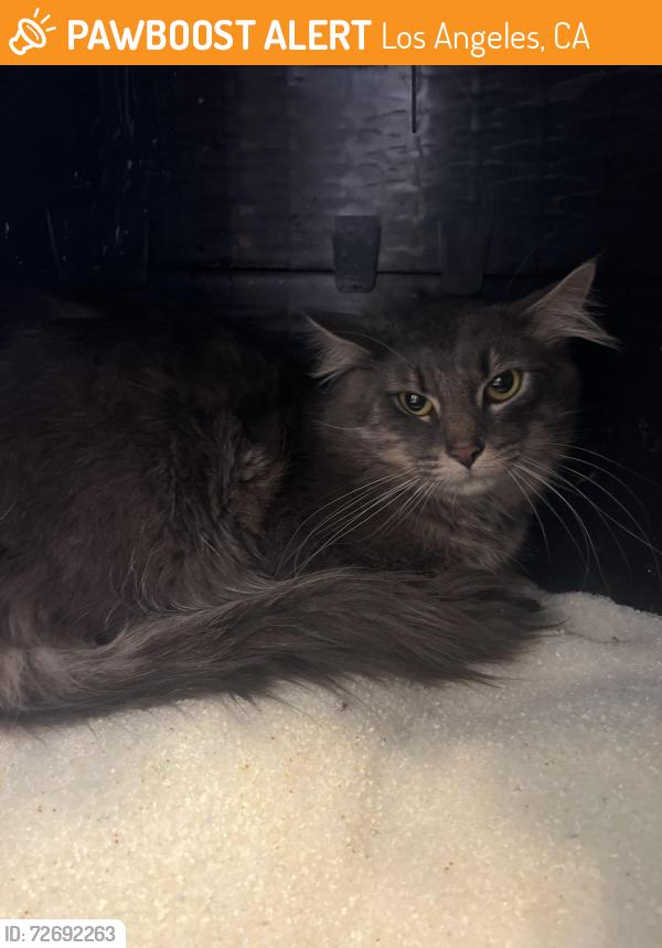 Found/Stray Male Cat last seen Hollywood and vine , Los Angeles, CA 90028