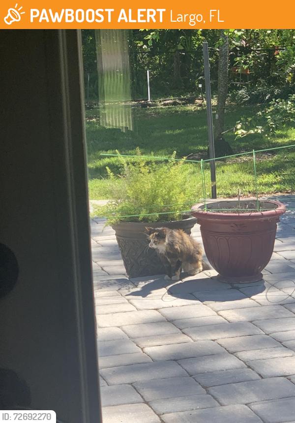 Found/Stray Unknown Cat last seen Down street from Tia Basil off W BAY Dr, Largo, FL 33770