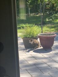 Found/Stray Unknown Cat last seen Down street from Tia Basil off W BAY Dr, Largo, FL 33770