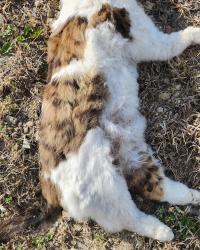 Found/Stray Unknown Cat last seen West Harry and 159th. North side, Andover, KS 67230