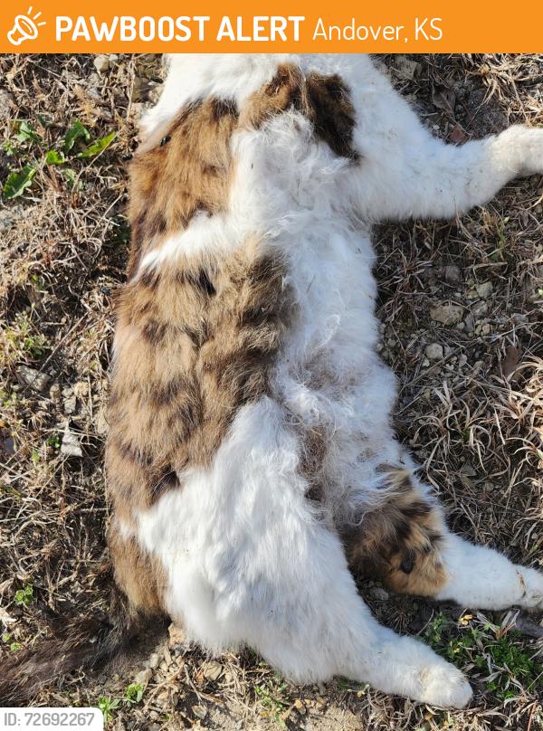 Found/Stray Unknown Cat last seen West Harry and 159th. North side, Andover, KS 67230