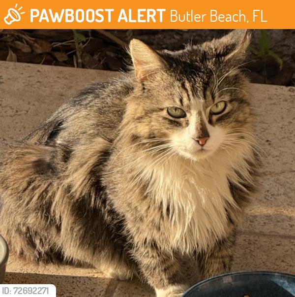 Found/Stray Unknown Cat last seen Tide Watch Drive, Butler Beach, FL 32080